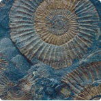   Serapool  Fossil Mix F08 3333 