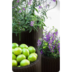   () Keter   S+M+L CYLINDER PLANTERS   521