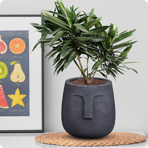   () Idealist Face Planter - (TF-BLK-19)